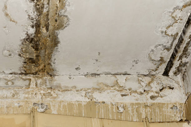 Best Mold Removal for HVAC Installations  in Florence, AL